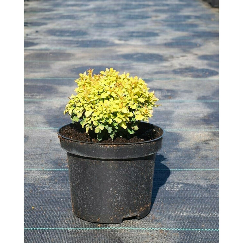 Барбарис Тунберга Голден Наггет (Berberis thunbergii 'Golden Nugget')