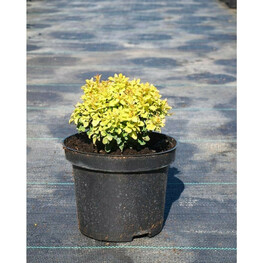 Барбарис Тунберга Голден Наггет (Berberis thunbergii 'Golden Nugget')