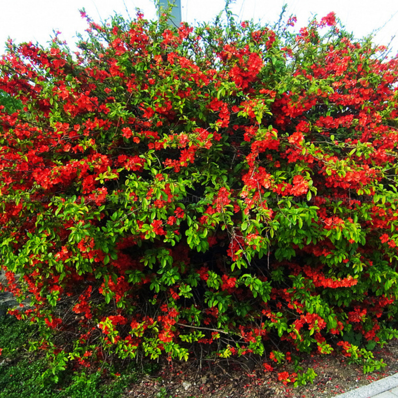 Айва прекрасная Рубра (Chaenomeles speciosa 'Rubra')