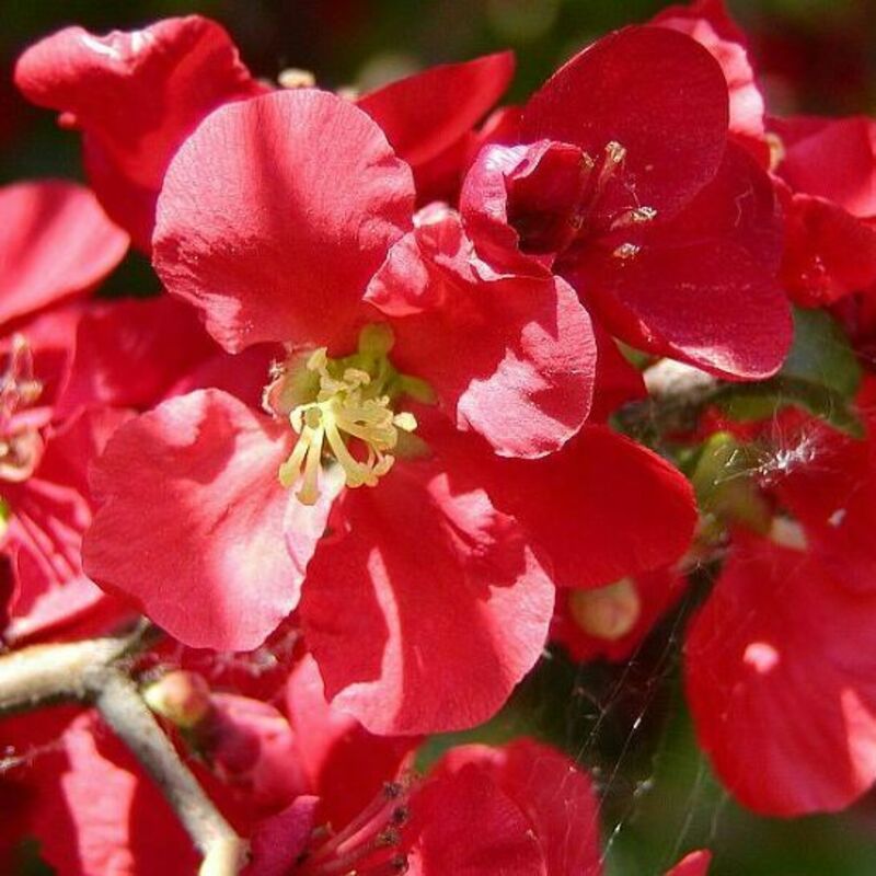 Айва превосходная Техас Скарлет (Chaenomeles x superba 'Texas Scarlet')