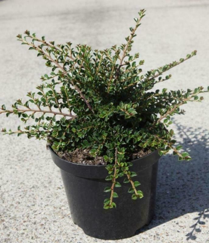 Кизильник Даммера (Cotoneaster dammeri)