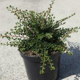 Кизильник Даммера (Cotoneaster dammeri)