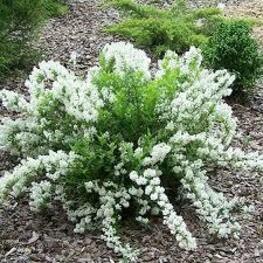 Дейция изящная Никко (Deutzia gracilis 'Nikko')