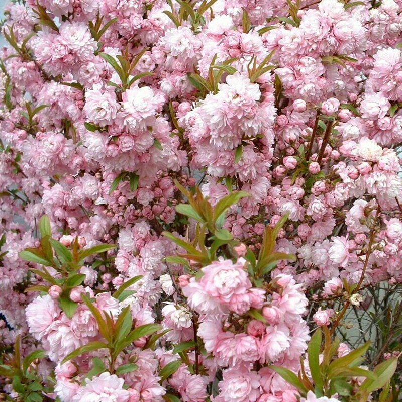 Дейция Розеа Плена (Deutzia 'Rosea Plena')