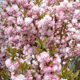 Дейция Розеа Плена (Deutzia 'Rosea Plena')