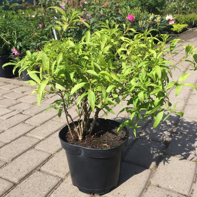 Форзиция Мари д’Ор (Forsythia 'Maree d'Or')