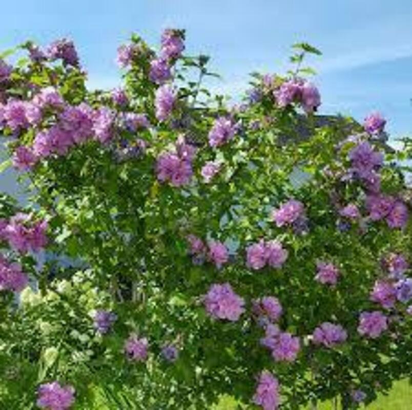 Гибискус сирийский Арденс (Hibiscus syriacus 'Ardens')