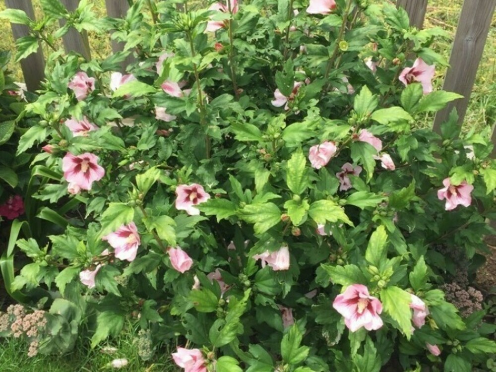 Гибискус сирийский Хамабо (Hibiscus syriacus 'Hamabo')
