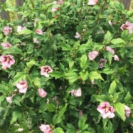 Гибискус сирийский Хамабо (Hibiscus syriacus 'Hamabo')