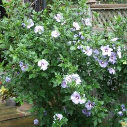 Гибискус сирийский Марина (Hibiscus syriacus 'Marina')
