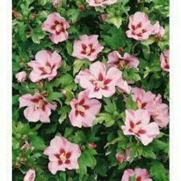 Гибискус сирийский Матильда (Hibiscus syriacus 'Mathilde')
