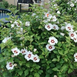 Гибискус сирийский Монстрозус (Hibiscus syriacus 'Monstrosus')