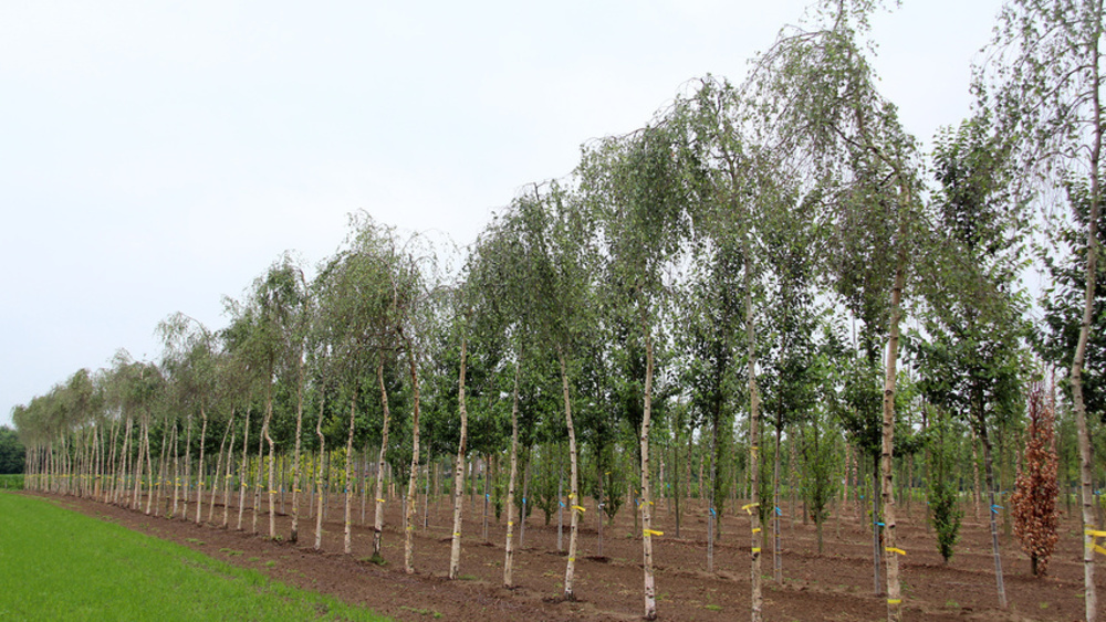 Береза повислая Карельская (Betula pendula 'Carelica')
