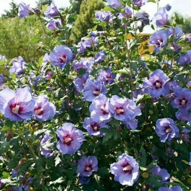 Гибискус сирийский Уазо Блё (Hibiscus syriacus 'Oiseau Bleu')