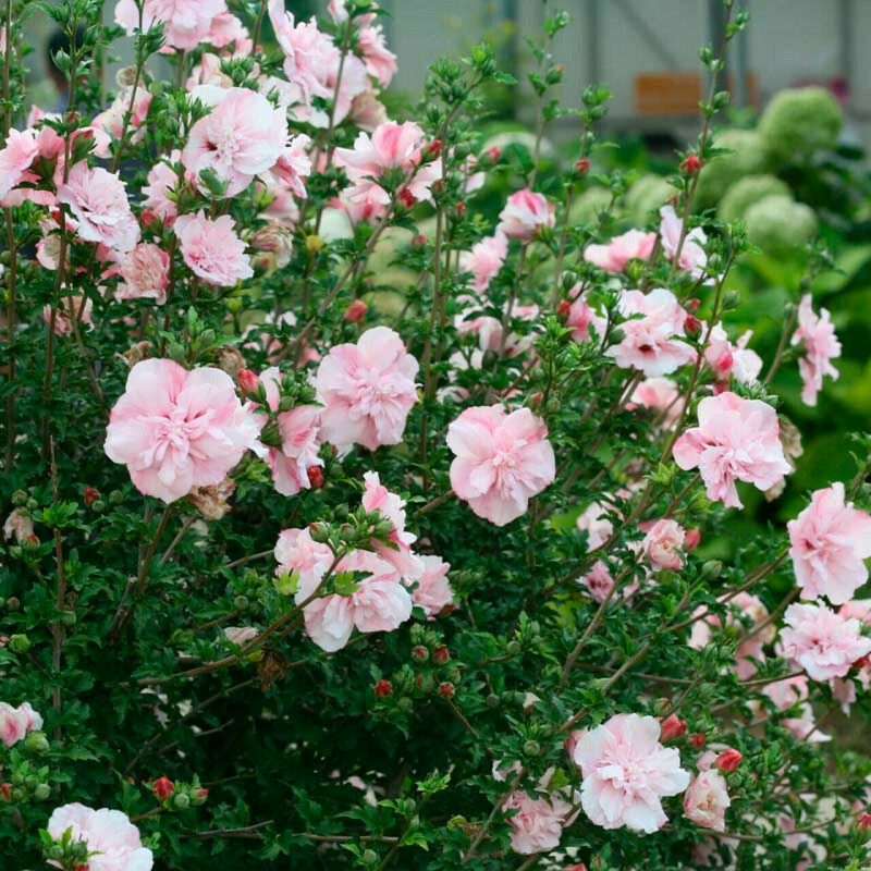 Гибискус сирийский "Pink Chiffon"