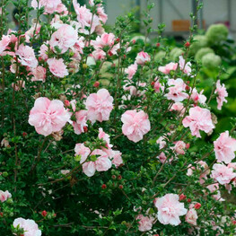 Гибискус сирийский Пинк Шиффон (Hibiscus syriacus 'Pink Chiffon')