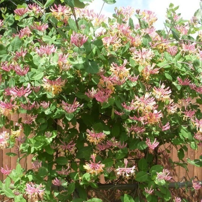 Гибискус сирийский Пинк Джайант (Hibiscus syriacus 'Pink Giant')