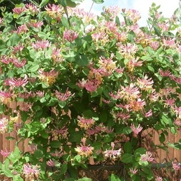 Гибискус сирийский Пинк Джайант (Hibiscus syriacus 'Pink Giant')