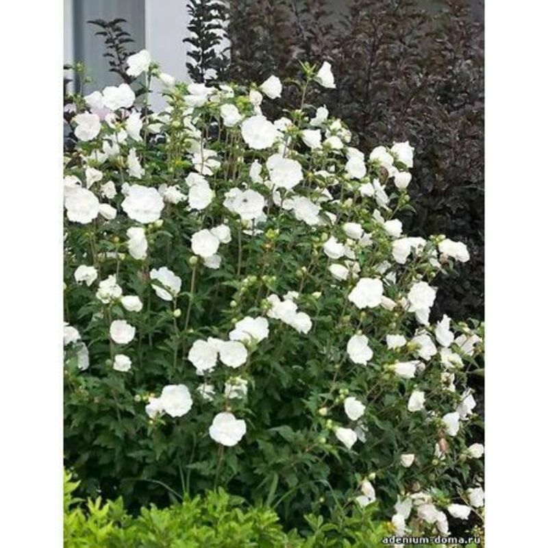 Гибискус сирийский "White Chiffon"