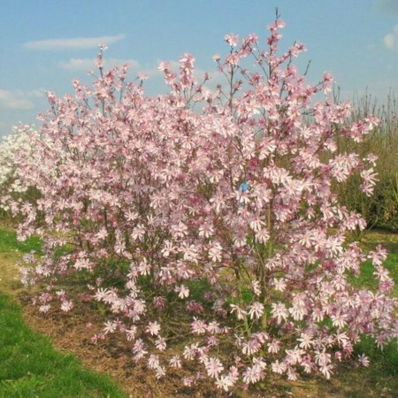 Магнолия Лебнера Леонард Мессель (Magnolia x loebneri 'Leonard Messel')