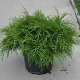 Микробиота перекрестнопарная "Jakobsen"