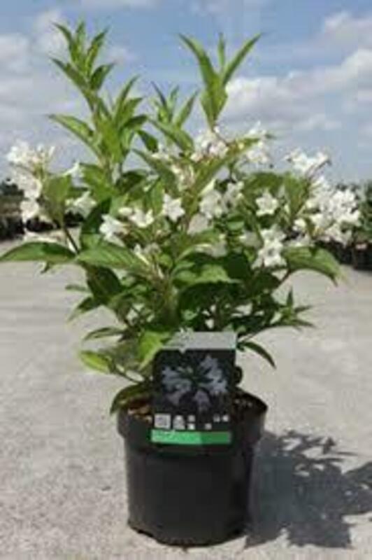 Вейгела гибридная Кандида (Weigela 'Candida')