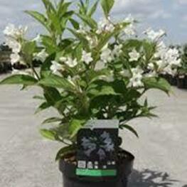 Вейгела гибридная Кандида (Weigela 'Candida')