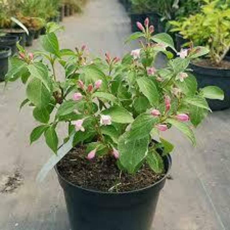 Вейгела цветущая Пинк Принцесс (Weigela florida 'Pink Princess')