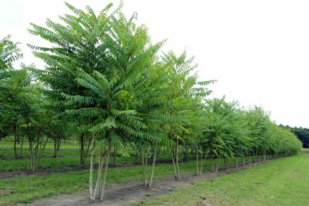 Айлант высочайший (Ailanthus altissima)