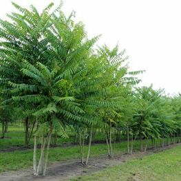 Айлант высочайший (Ailanthus altissima)