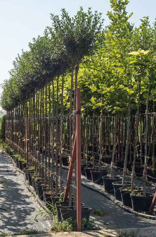 Вишня кустарниковая Глобоза (Prunus fruticosa 'Globosa')