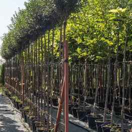 Вишня кустарниковая Глобоза (Prunus fruticosa 'Globosa')