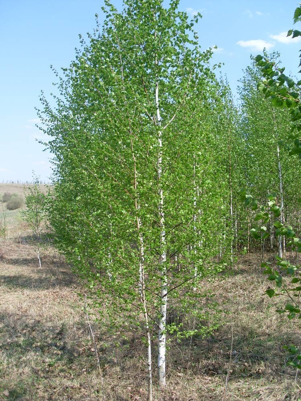 Береза обыкновенная (Betula pendula)