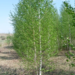 Береза обыкновенная (Betula pendula)