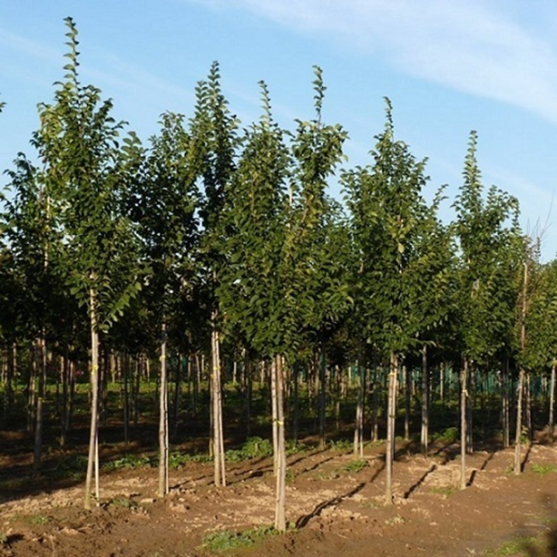 Вяз гибридный Колумелла (Ulmus 'Columella')