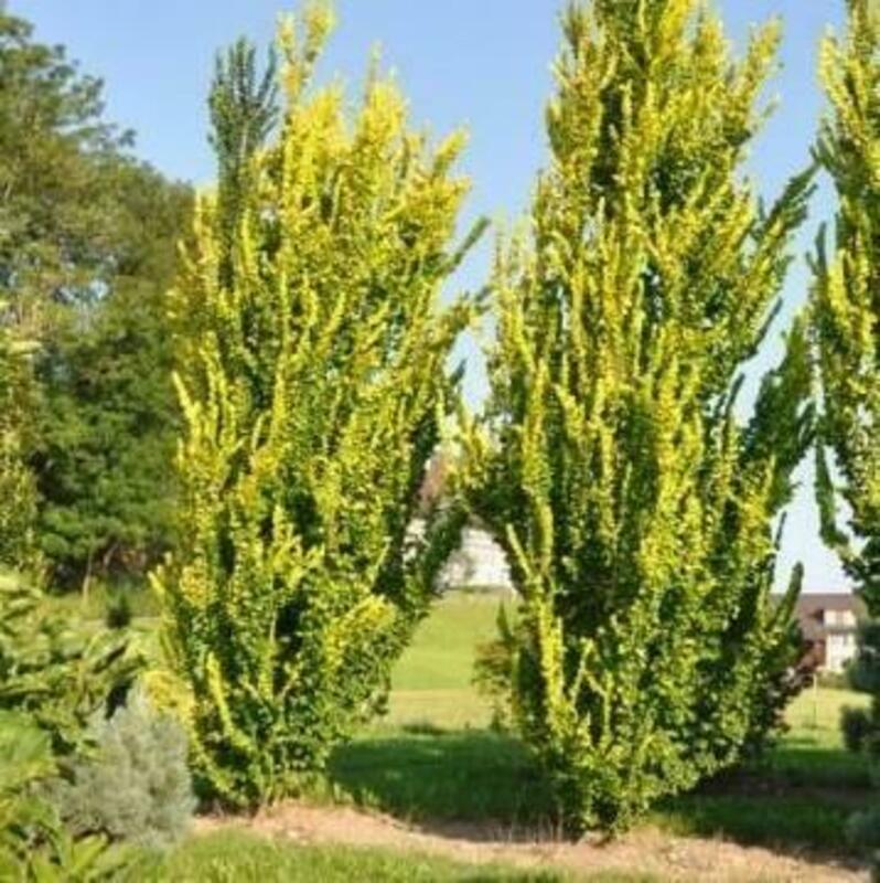 Вяз голландский Вредеи (Ulmus x hollandica 'Wredei')