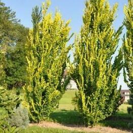 Вяз голландский Вредеи (Ulmus x hollandica 'Wredei')