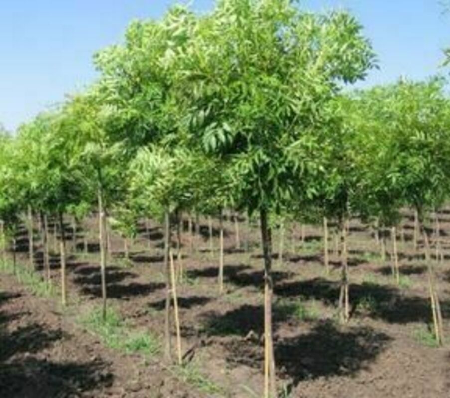 Гледичия трехколючковая Санберст (Gleditsia triacanthos 'Sunburst')