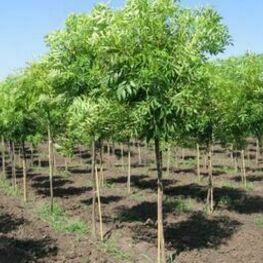 Гледичия трехколючковая Санберст (Gleditsia triacanthos 'Sunburst')