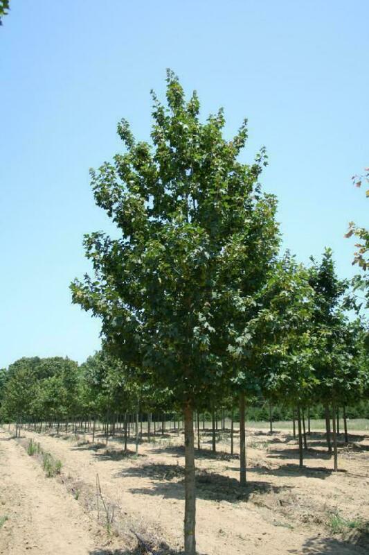 Клен полевой Квин Элизабет (Acer campestre 'Queen Elizabeth')