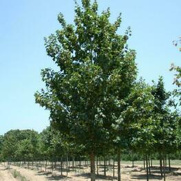 Клен полевой Квин Элизабет (Acer campestre 'Queen Elizabeth')