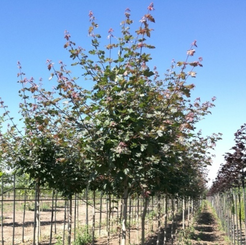 Клен полевой Ред Шайн (Acer campestre 'Red Shine')