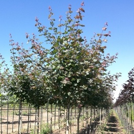 Клен полевой Ред Шайн (Acer campestre 'Red Shine')