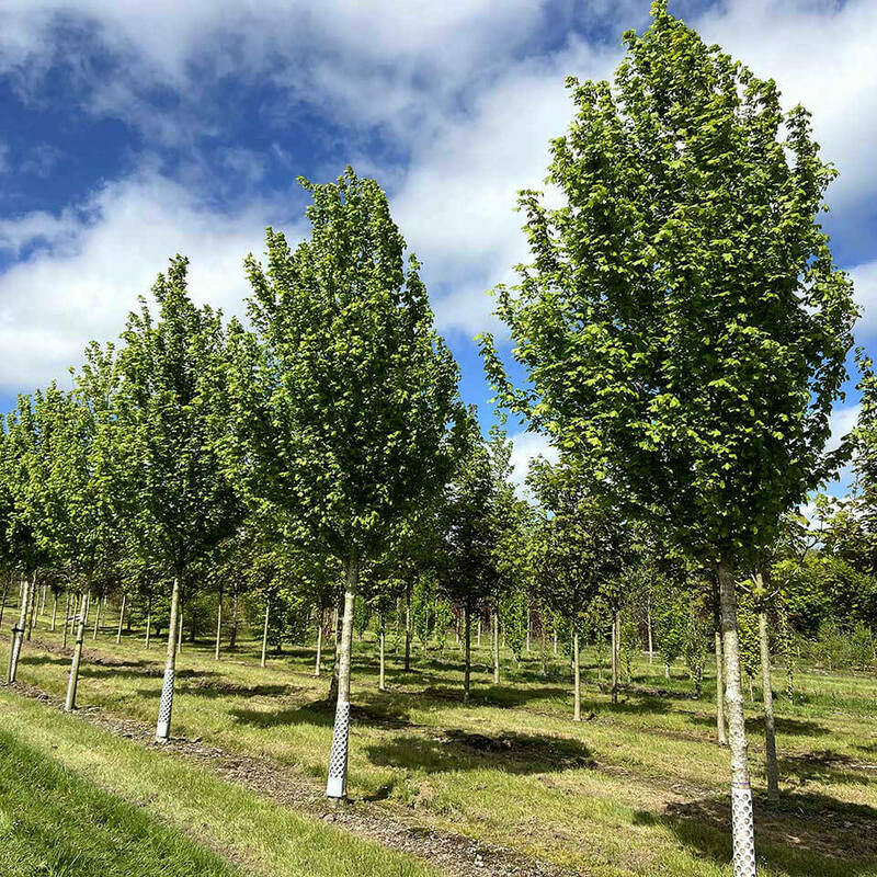 Клен полевой Лиенко (Acer campestre 'Lienco')