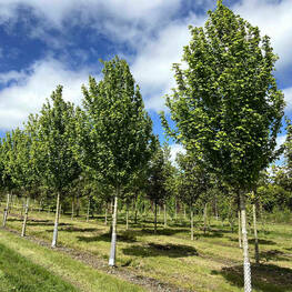 Клен полевой Лиенко (Acer campestre 'Lienco')