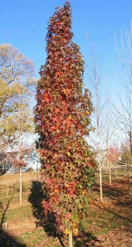 Ликвидамбар стираксовый (Liquidambar styraciflua)