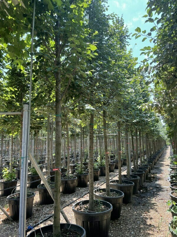 Ликвидамбар стираксовый Ворплесдон (Liquidambar styraciflua 'Worplesdon')