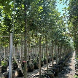 Ликвидамбар стираксовый Ворплесдон (Liquidambar styraciflua 'Worplesdon')