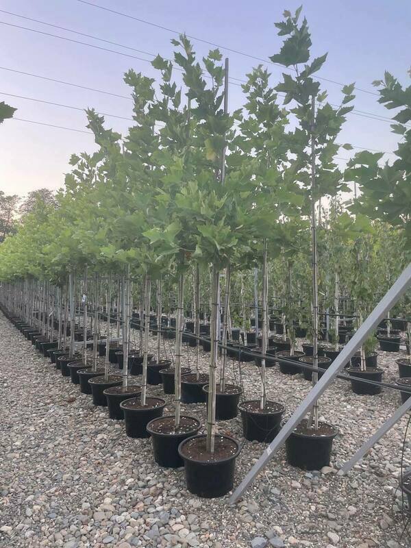 Платан кленолистный (Platanus x acerifolia)