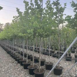 Платан кленолистный (Platanus x acerifolia)